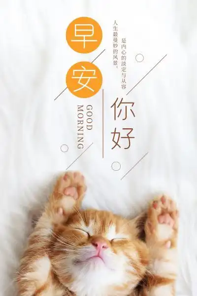 可爱猫咪早安你好图片