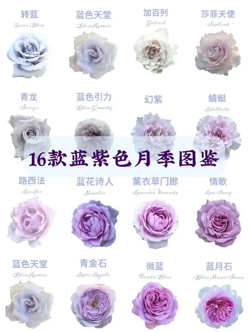 款蓝紫色月季品种图鉴 1.转蓝 turn blu - 抖音