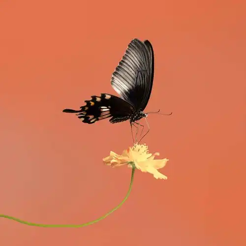 金秋十月丰收美景   ,蝴蝶在花丛中飞舞,轻盈的身姿随风飘逸