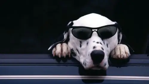 高清晰戴墨镜的黑白斑点犬dalmatian壁纸下载