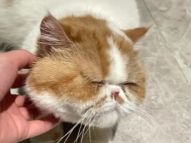 撸猫加菲矮脚英短78