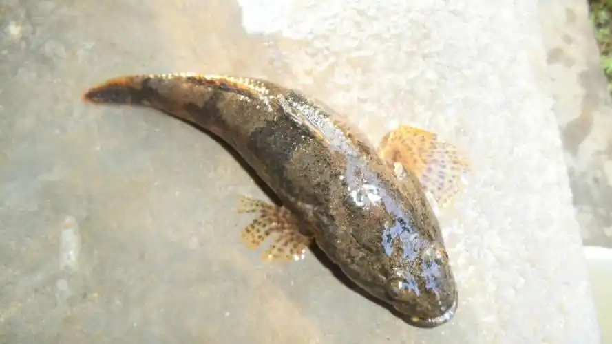 展开全部 这是沙塘鳢.