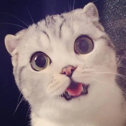 大眼萌猫haha 可爱的小表情真是要被萌化了