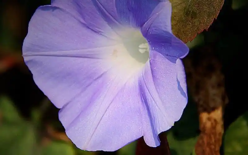 唯美紫色牵牛花图片-花卉壁纸-高清花卉图片-第6图-娟娟壁纸