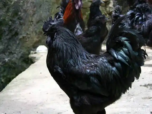 追本溯源,总结吃货的眼睛里中华乌鸡的品种,吃鸡美食系列合集二