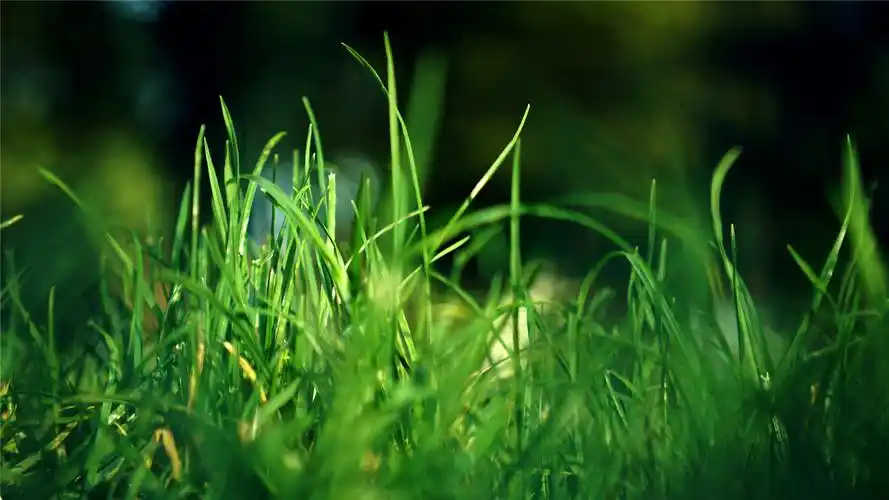 大自然里的清新绿色高清桌面壁纸