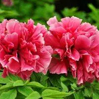 牡丹花 国花高贵的牡丹花朵头像_微信头像图片大全