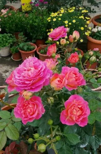 月季界的"小魔女"