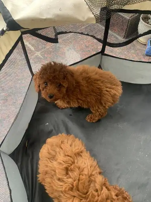 棕色小泰迪便宜转让