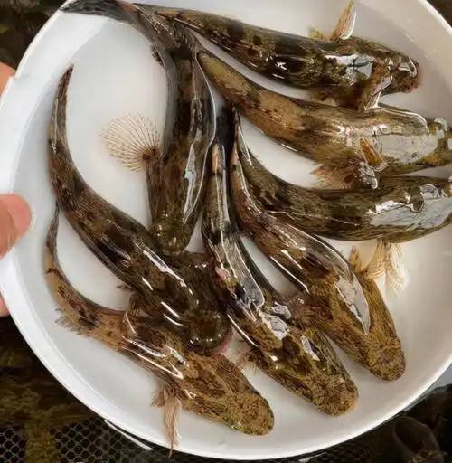 笋壳鱼为什么这么贵笋壳鱼多少钱一斤