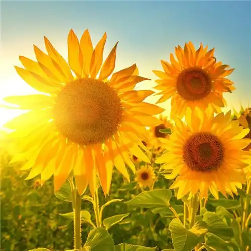 微信最吉利的好看头像风水好聚财转运的最吉利头像图片