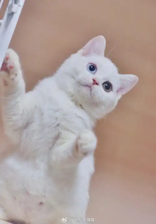 武汉猫舍##猫咪找新家##英国短毛猫##白猫##纯白英短##异瞳猫