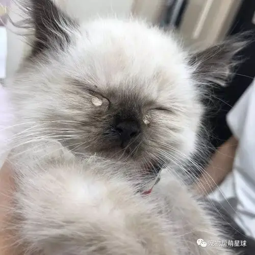 超萌小猫第一次打疫苗,忍痛流泪,让人好熏疼!