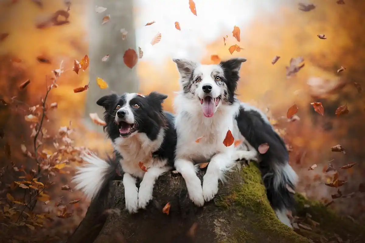 萌宠,边境牧羊犬,落叶,秋天,狗狗,汪星人,宠物一对情侣边境牧羊犬秋意