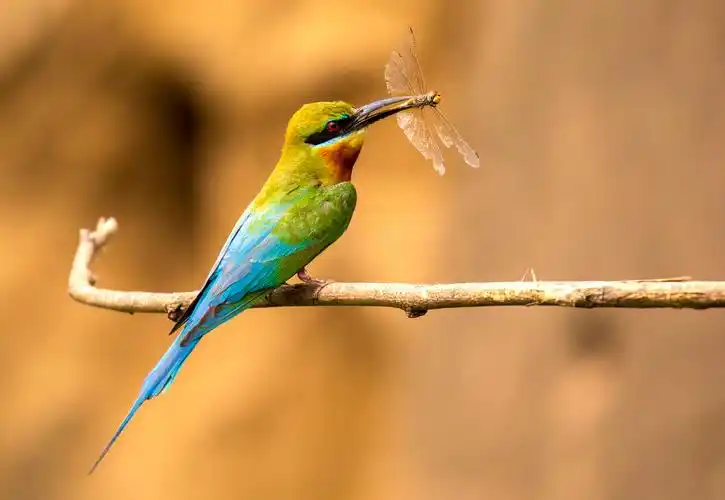 栗喉蜂虎是中国最漂亮的鸟之一