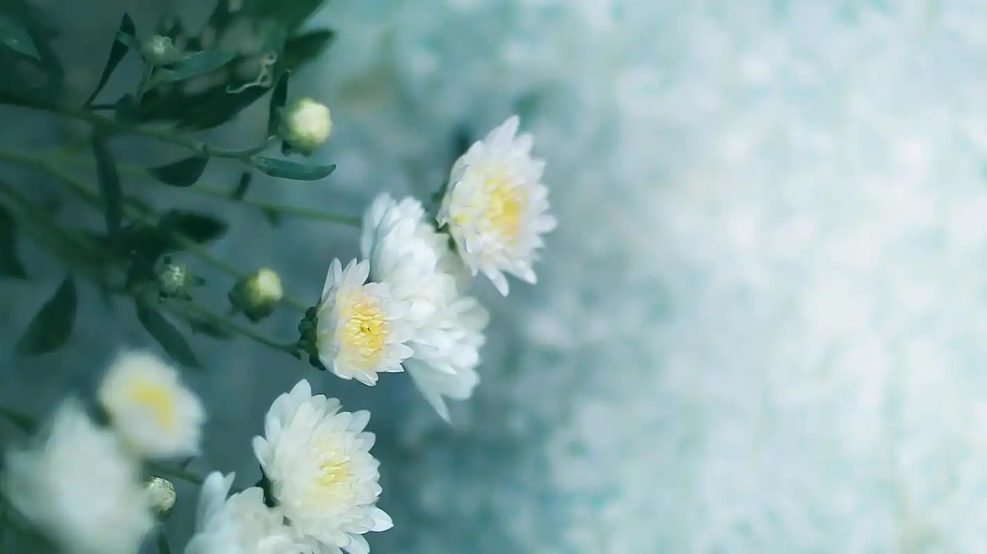 小清新植物唯美高清桌面壁纸