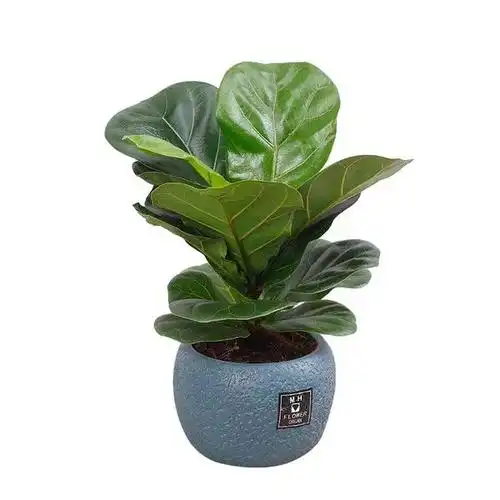 木本植物,很北欧风的一款植物,叶子很大,像芭蕉扇一样,大的植物特别