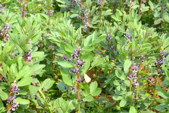 农作物开花的蚕豆