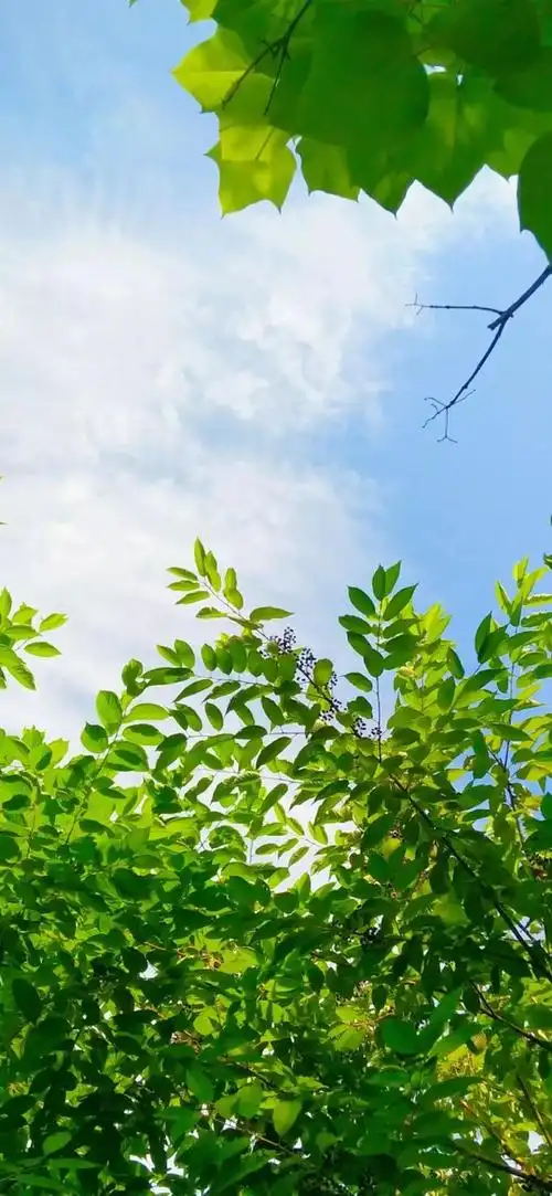 求一些绿色森林/树林/草地壁纸