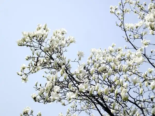 雪白的玉兰花 推荐   赞