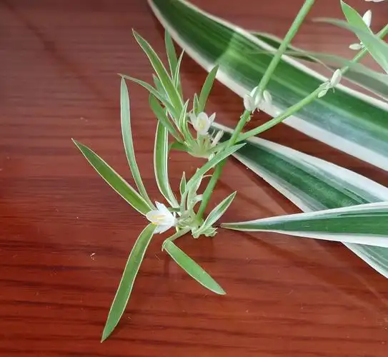 我家的金边吊兰开花--手机拍