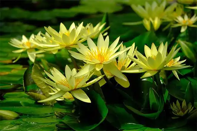 主题为睡莲图片,可用作睡莲高清图,花朵图片,睡莲大图,子午莲等相关