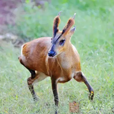 麂子肉的做法 怎么做麂子肉好吃(12)
