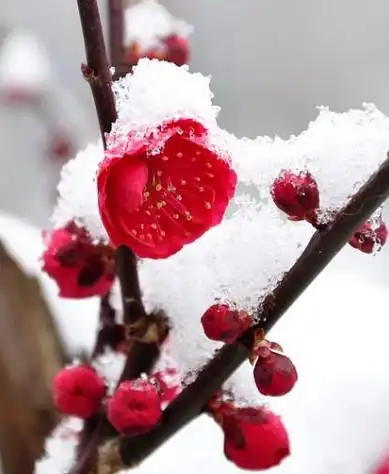 雪中红梅
