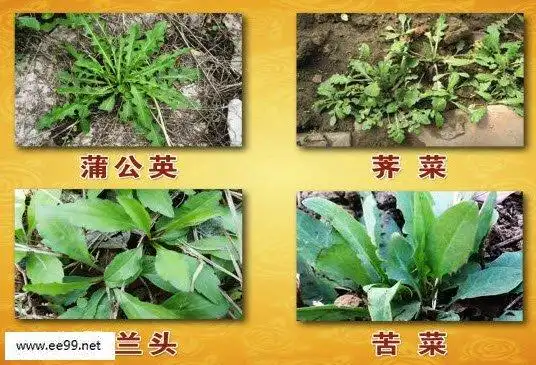 春季野菜有不少,其中荠菜营养价值高,还具有和脾,利水,止血,明目的