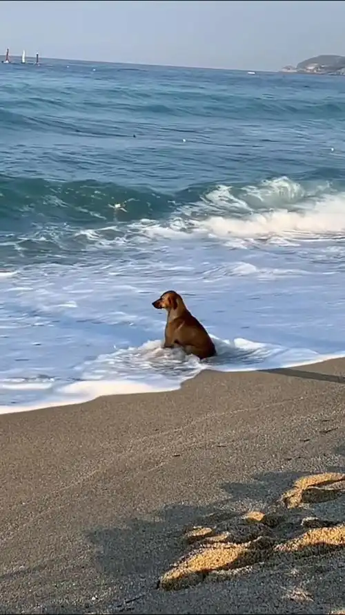 独自在海边发呆的狗子,狗子也有伤心事吗?