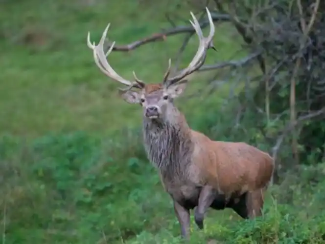 野生马鹿穿过塔里木河与金黄的胡杨成秋画它到底是马还是鹿