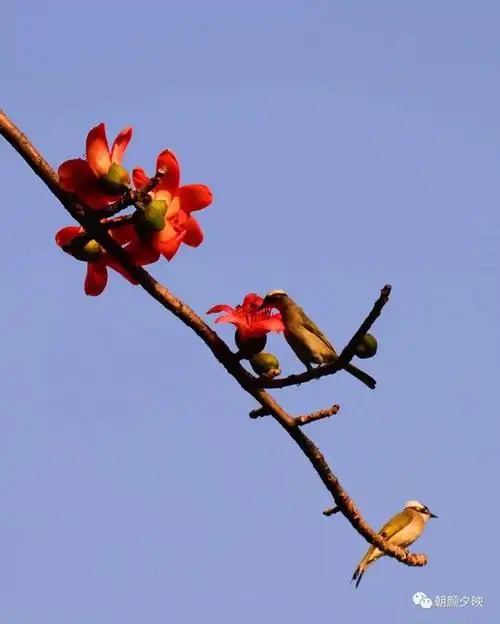 橡树在北木棉在南