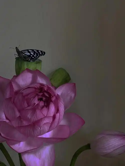 很久以前养的荷花和蝴蝶03