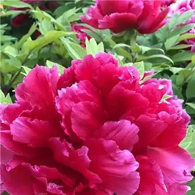 适合做头像的牡丹花朵图片