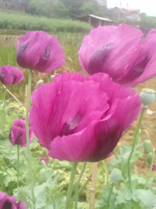 七绝.罂粟花 - 简书