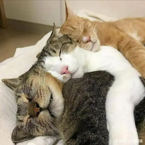 三只姐妹猫的合影日常,喵星人的朋友圈有塑料友谊吗?