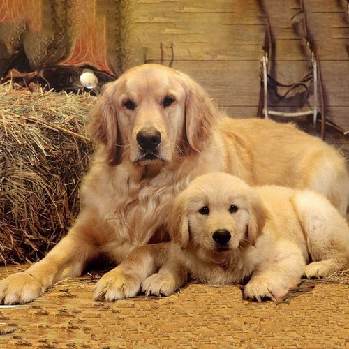 纯种金毛犬幼崽枫叶红金毛沙滩金巡回犬温顺不咬人狗狗活的陪伴犬