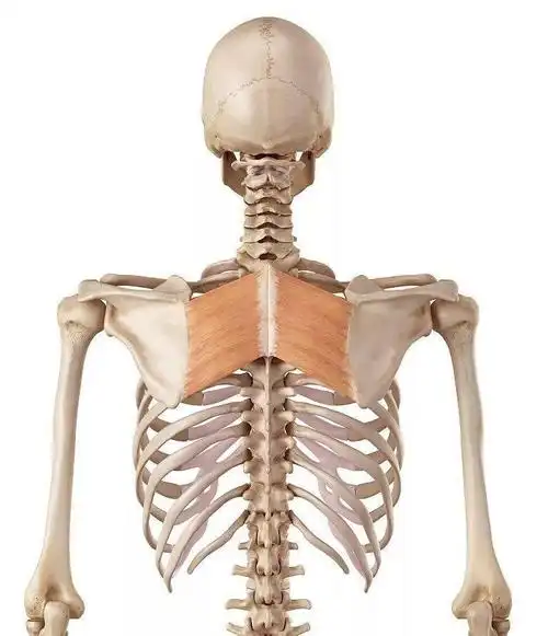 深入学习,了解肩胛骨!_上角