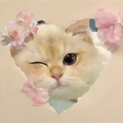 猫的照片可爱头像 高清好看的可爱猫咪头像呆萌图片_动物头像_头像屋