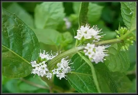 白色的薄荷花,这种配搭简直想起小茉莉了.