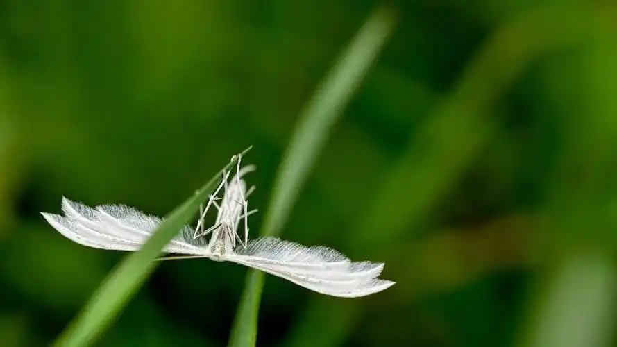 绿色小清新自然护眼壁纸5k