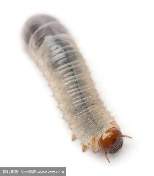 黄粉虫的幼虫,黄粉虫,在白色背景下