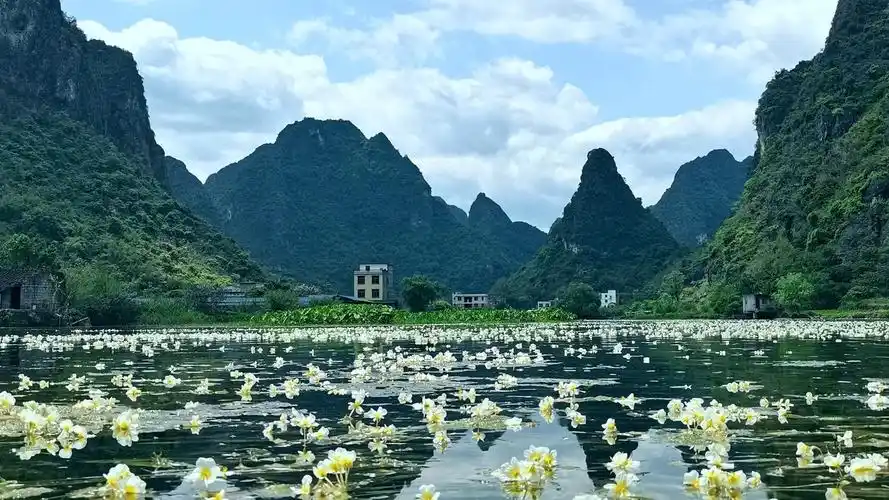 广西都安瑶族自治县三合村海菜花开似仙境