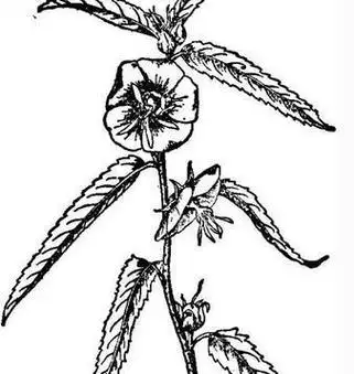 午时花怎么画花简笔画 简笔画图片大全-普车都