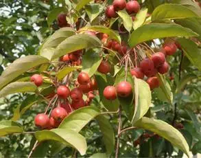 绚丽海棠果图片钻石海棠,为落叶乔木,树型紧凑,果实呈亮红色.