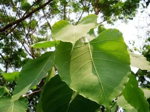 菩提叶上的泪滴