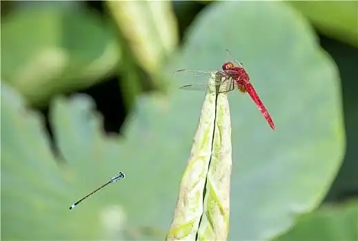 荷叶上的蜻蜓