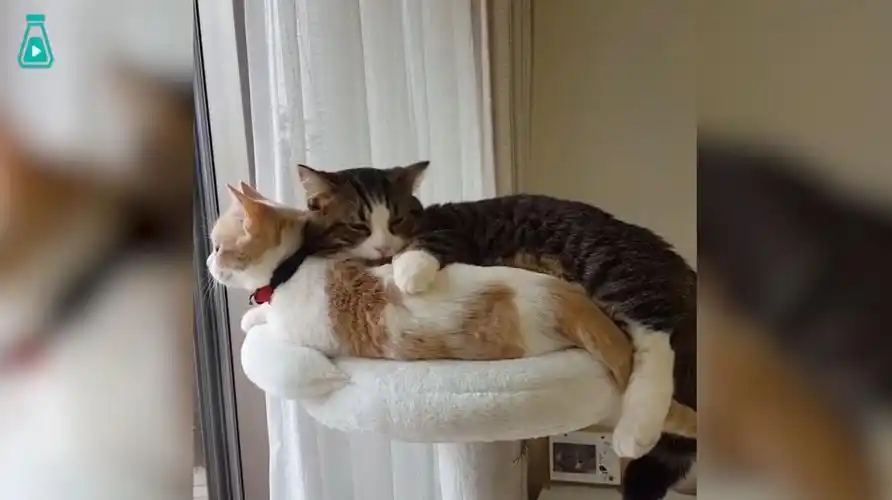 就爱凑在一起的两只小猫咪,腻歪的模样太可爱了啊