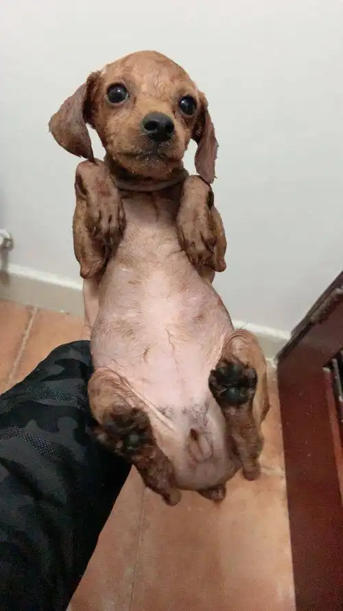 网友把泰迪的毛给剃光了泰迪铲屎的快给我买衣服