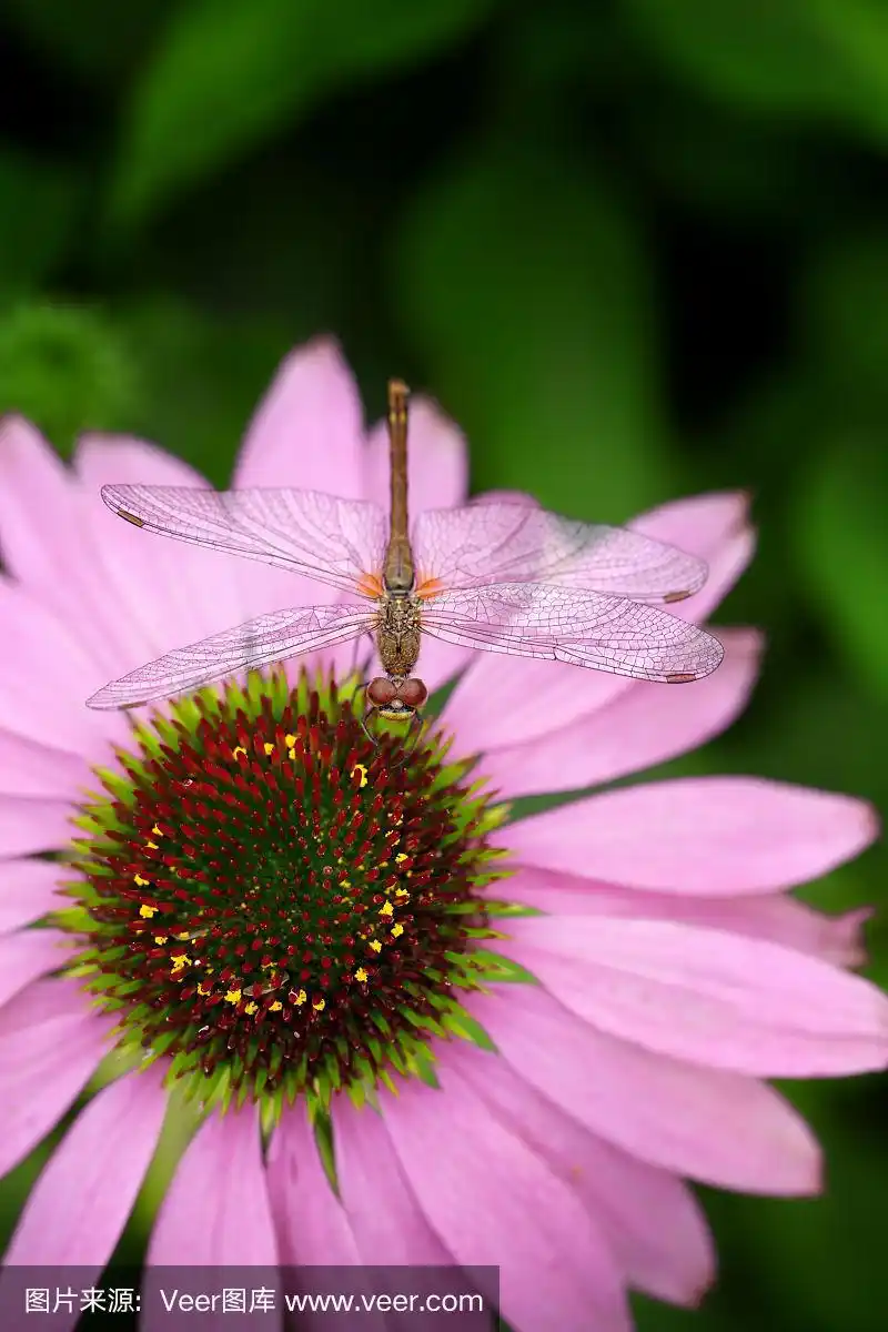 蜻蜓坐在粉红色的紫锥花上